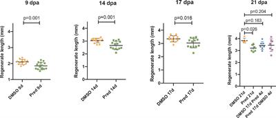 Glucocorticoid effects in the regenerating fin reflect tissue homeostasis disturbances in zebrafish by affecting Wnt signaling